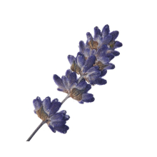 Florascent Aroma Spray Lavendel, 15 ml