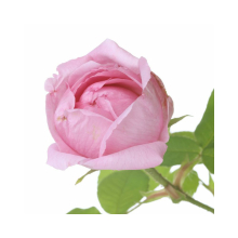 Florascent Aroma Spray Rose Absolue, 15 ml